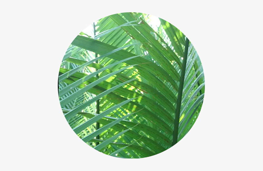 #green #leaves #circle #icon #tropic #freetoedit - Tree, HD Png Download