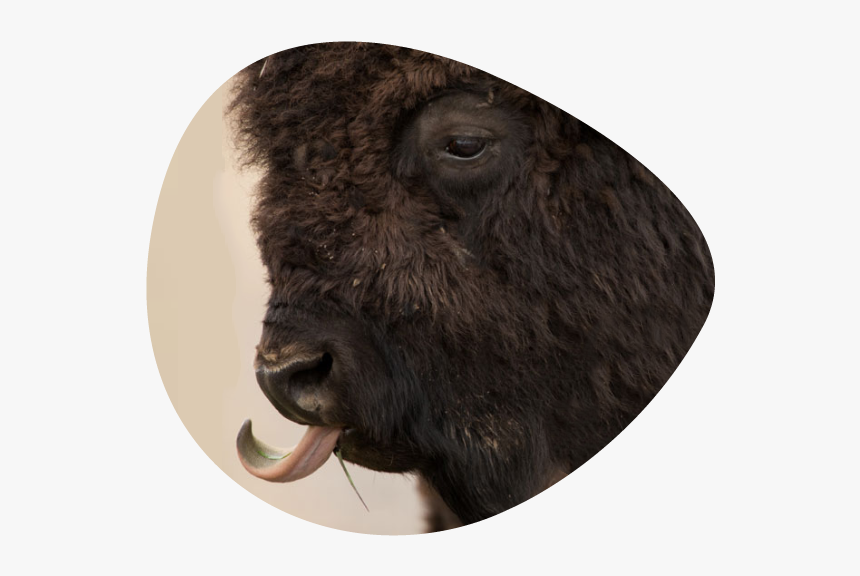 Wild Buffalo - Bison, HD Png Download