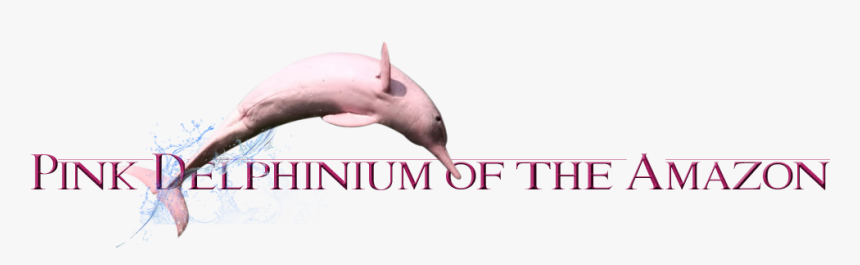 11 - Common Bottlenose Dolphin, HD Png Download
