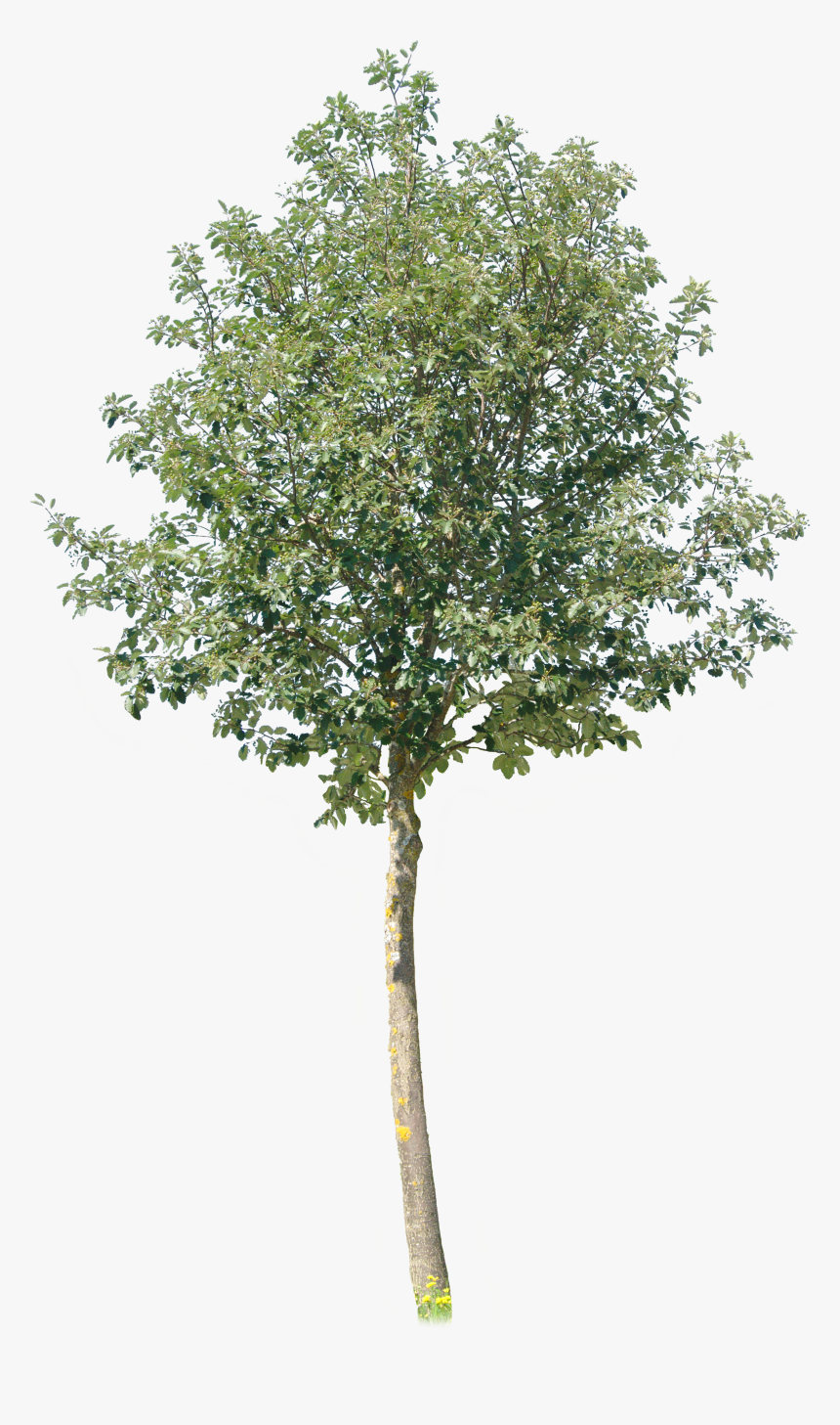 Transparent River Birch Png - Pond Pine, Png Download