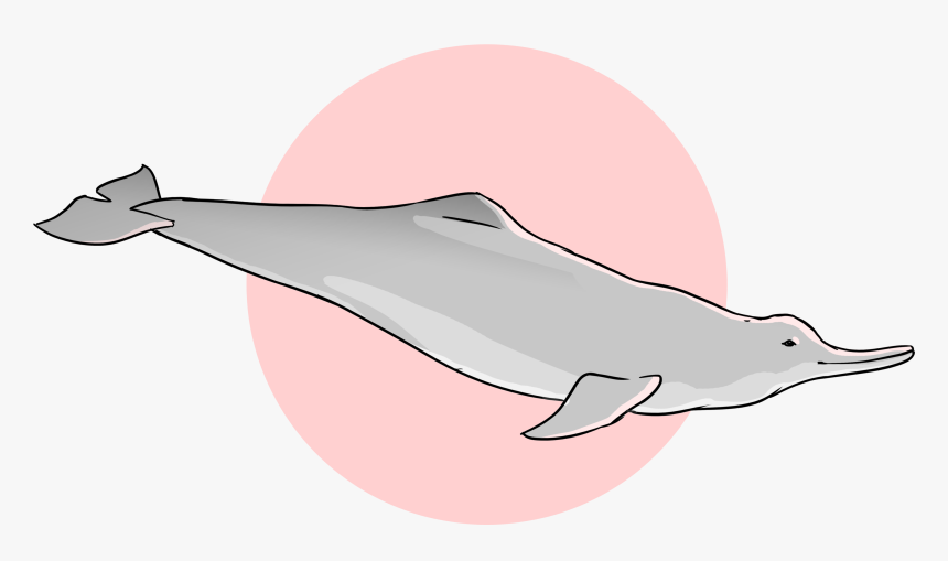 Wholphin, HD Png Download