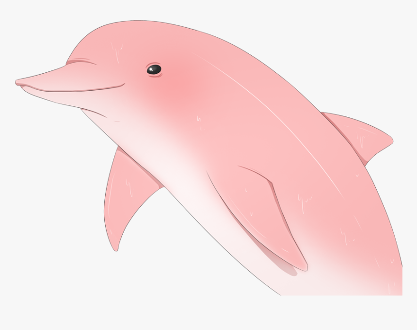 Sadie Wiki - Wholphin, HD Png Download