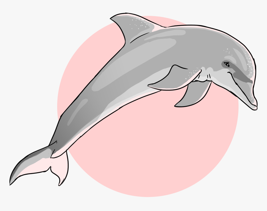 Common Bottlenose Dolphin, HD Png Download