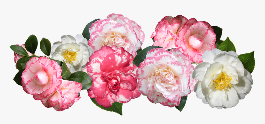 Transparent Japanese Flowers Png - Camellia Cut Out, Png Download