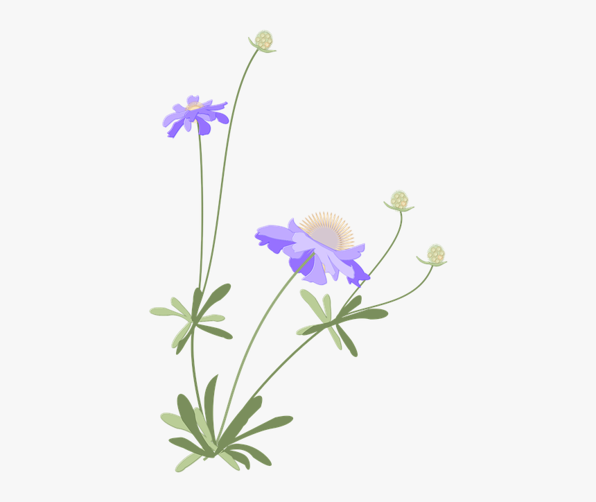 Scabiosa, Japanese Style, Autumn, Flower - Portable Network Graphics, HD Png Download