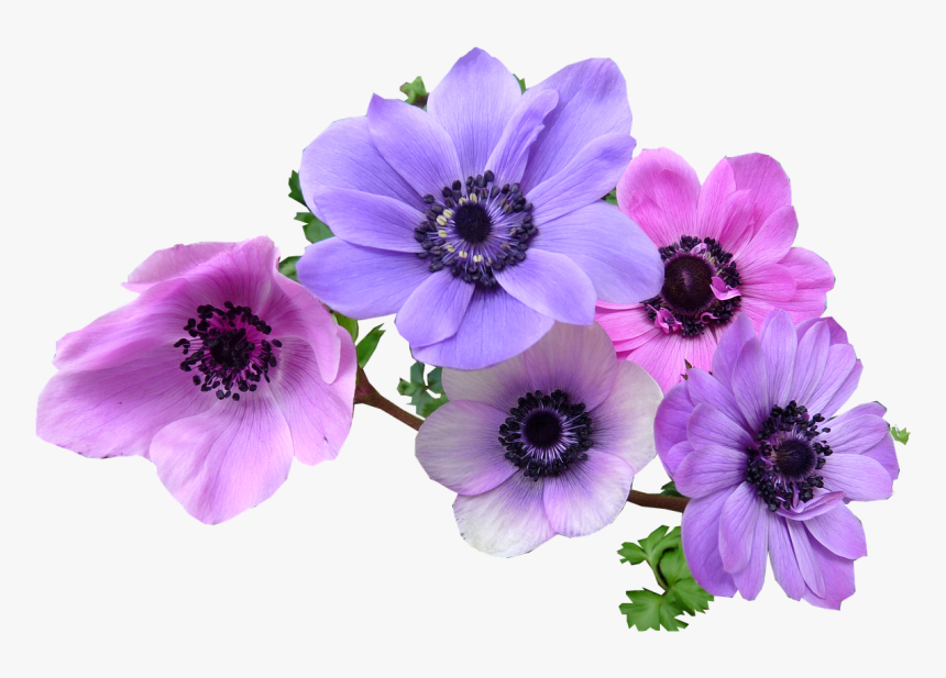 Transparent Rosemary Clipart - Anemone Flower Png, Png Download