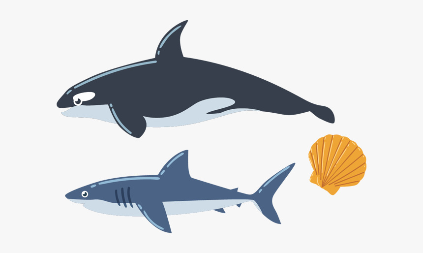 Sea Creatures Png Images, Pictures Free Download - Sea Animal Vector, Transparent Png