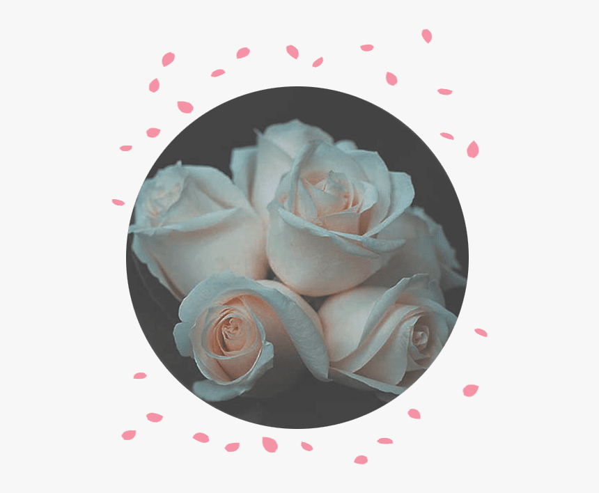 Flower Delivery Philippines Rose Funeral Flowers - Garden Roses, HD Png Download