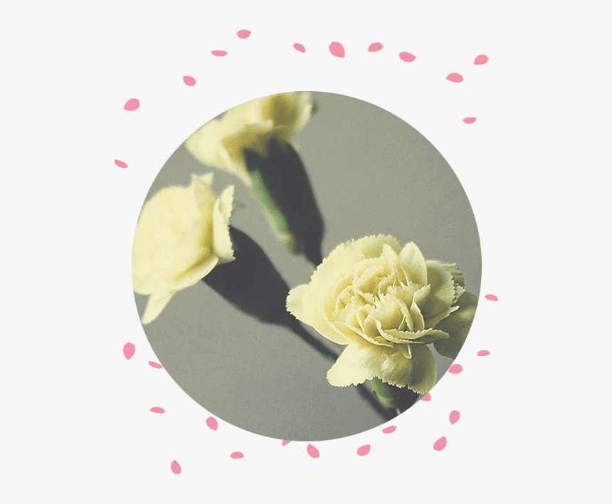 Flower Delivery Philippines Carnation Funeral Flowers Garden Roses, HD Png Download