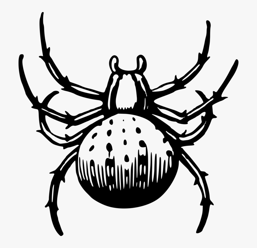 Decapoda,widow Spider,invertebrate - Spider Man Web Drawing Black, HD Png Download