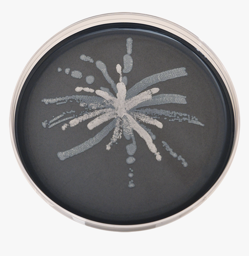 Circle, HD Png Download