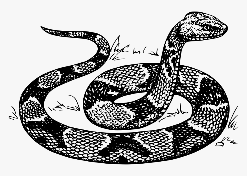 Transparent Snake Silhouette Png - Snake Drawing, Png Download