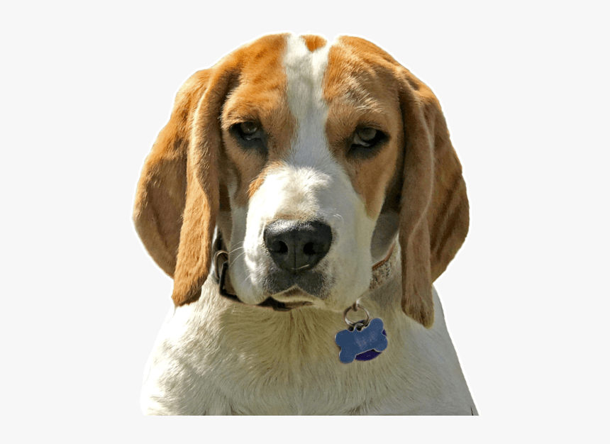 Puppy Foxhound, HD Png Download