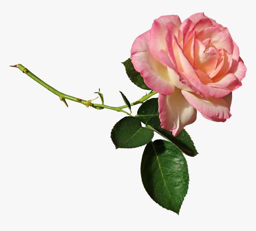 Rose, Stem, Ffragrant, Cut Out, Isolated, Lower, Garden - Розовой Розы Пнг, HD Png Download
