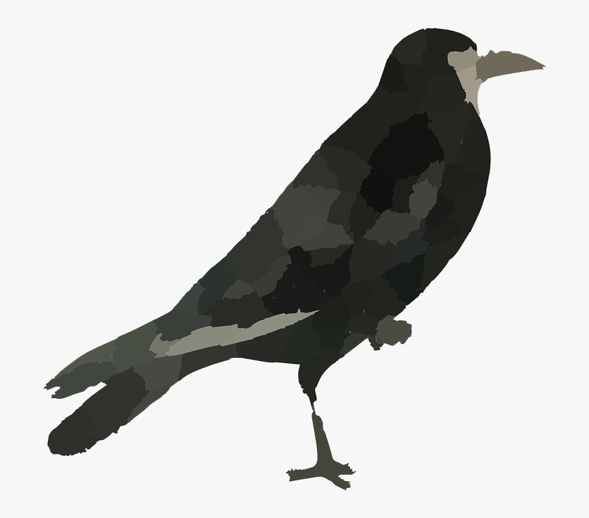 Raven Bird Png Hd - Crow Clipart Png, Transparent Png