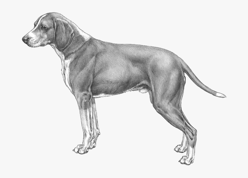 Hygenhund, HD Png Download