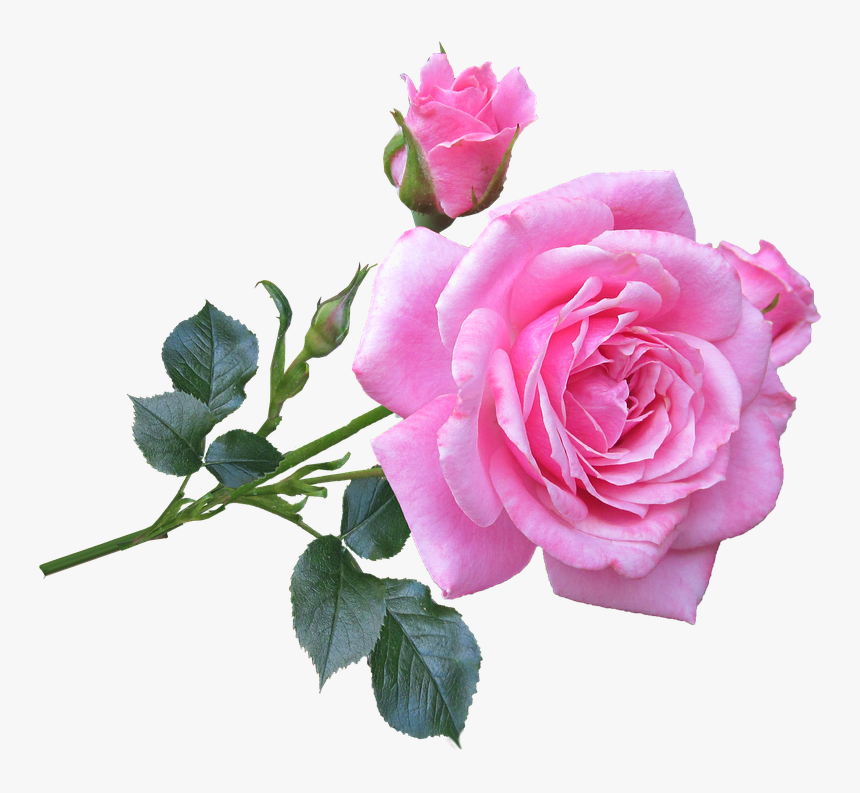 Pink, Rose, Stem, Flower Good Morning Pink Rose, HD Png Download