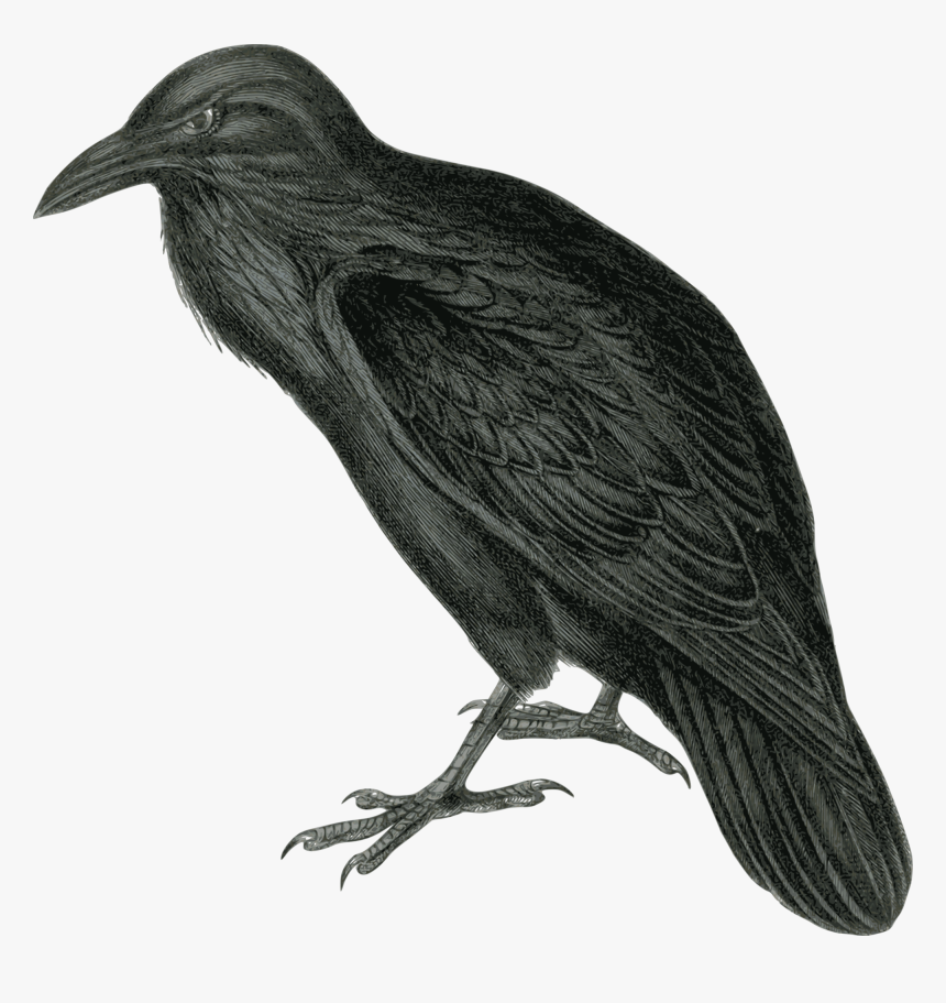 Raven Clipart, HD Png Download