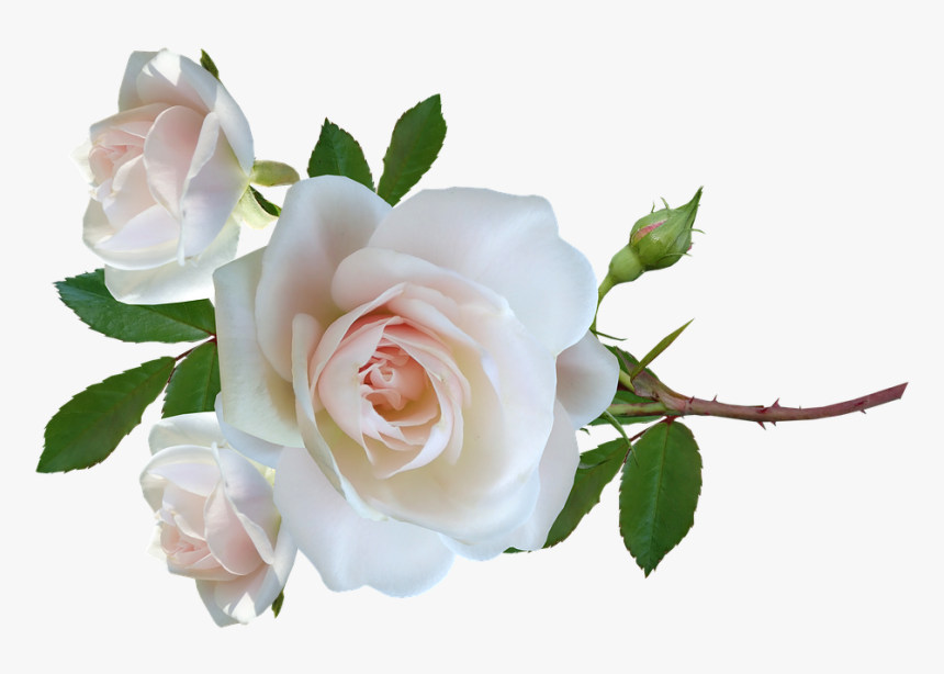 Flower, Roses, Stem, Leaves, Delicate, Perfume, Cut - Floribunda, HD Png Download