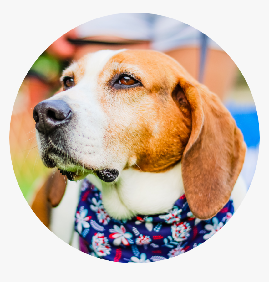 Foxhound Png, Transparent Png