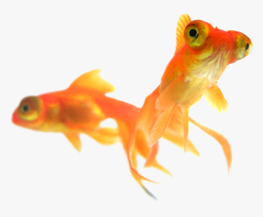 Goldfish Habitat Png - Gold Fish, Transparent Png