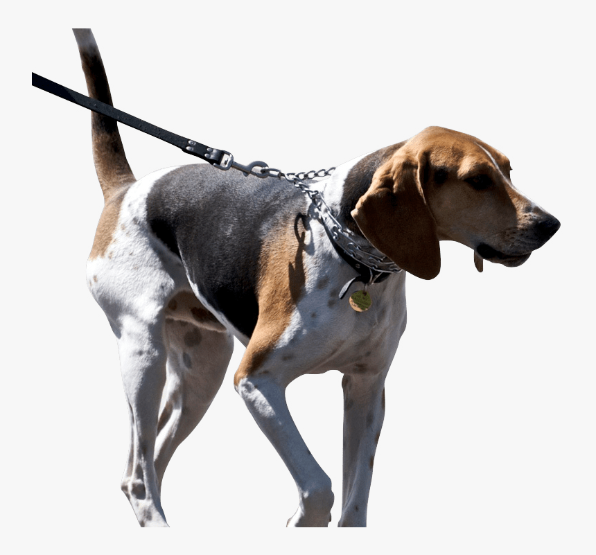 Foxhound Png, Transparent Png