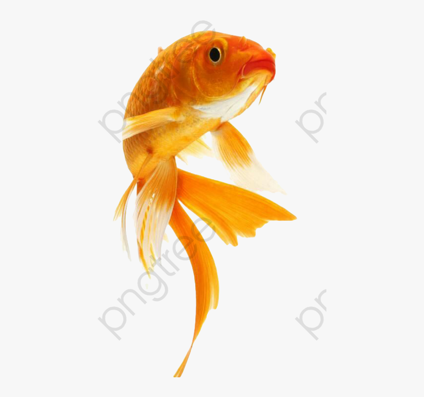 Goldfish Clipart Cute - Cute Goldfish, HD Png Download