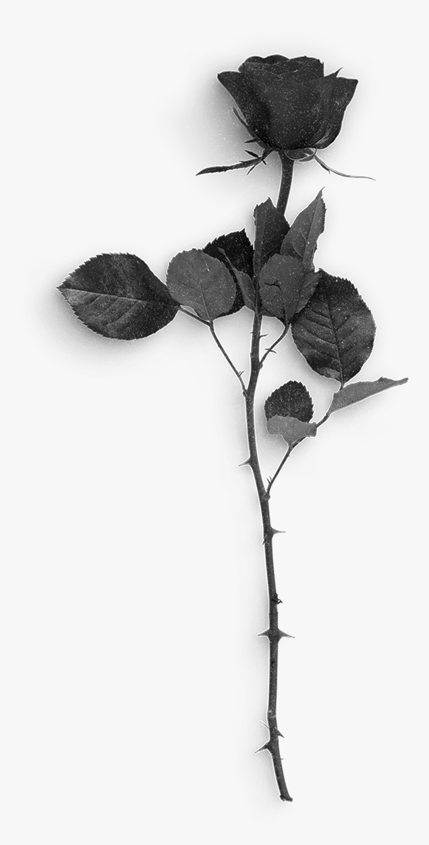 Beach Rose, HD Png Download
