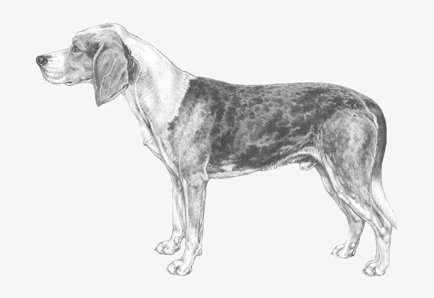 Beagle-harrier, HD Png Download