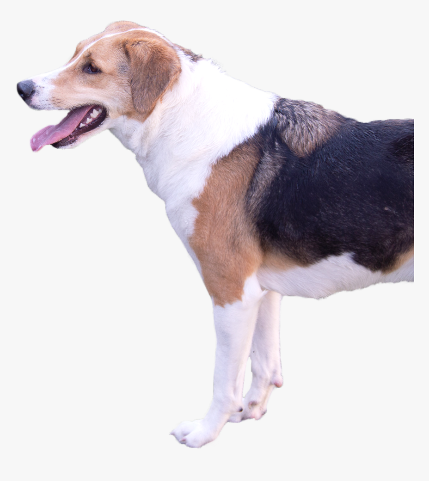 Smile - Homepage - Beagle-harrier, HD Png Download
