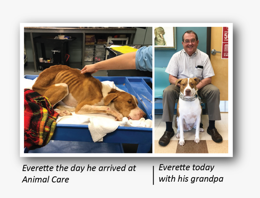 Companion Dog, HD Png Download