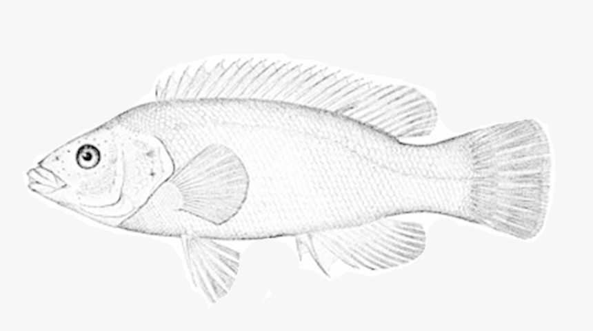 Cunner, HD Png Download