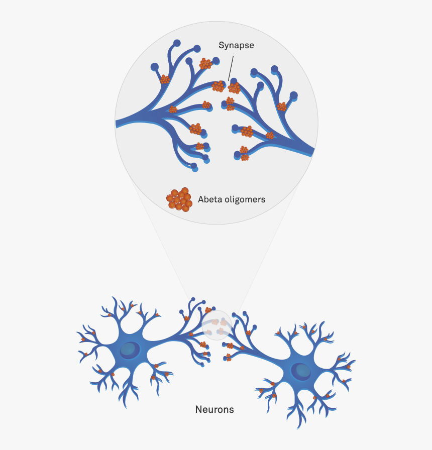 Abeta Oligomers Illustration, HD Png Download