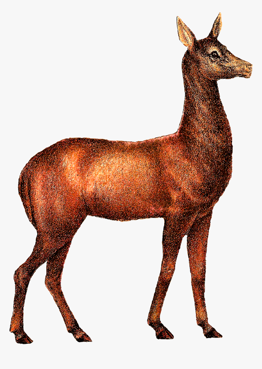 Illustration Animals Digital, HD Png Download