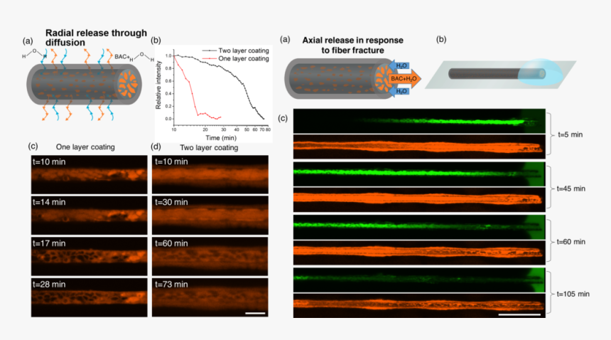 Liquid Encapsulated Electro Spin Fiber, HD Png Download