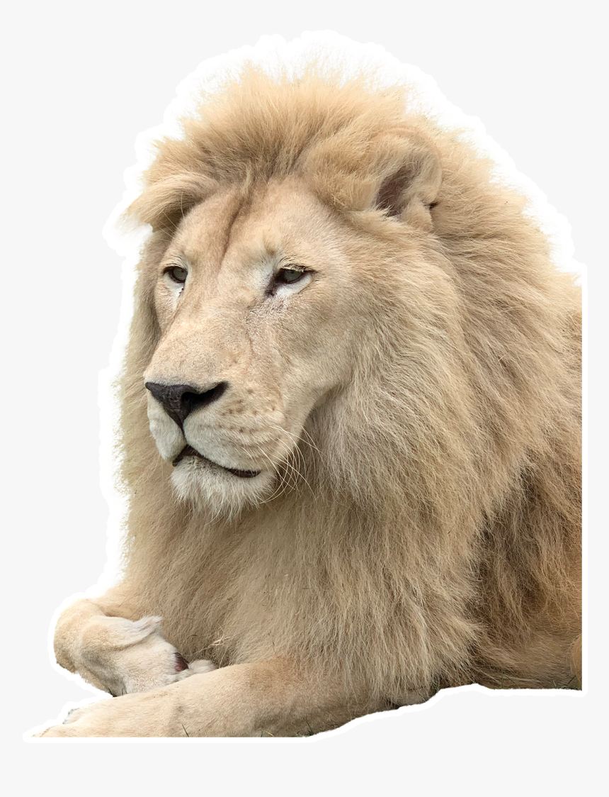 Masai Lion, HD Png Download