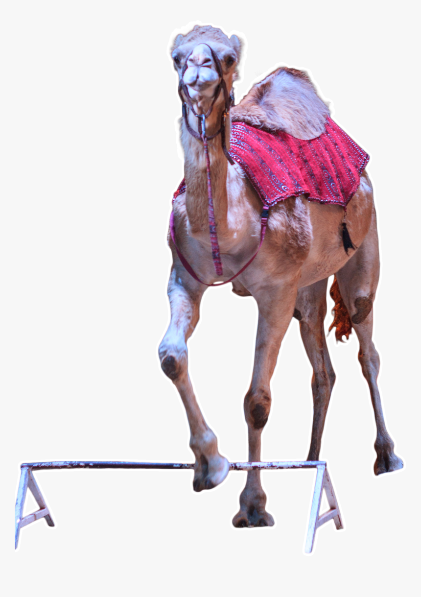 Arabian Camel, HD Png Download