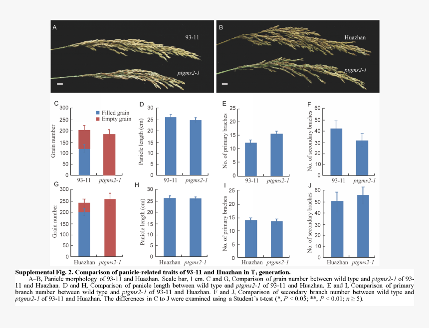 Tree, HD Png Download