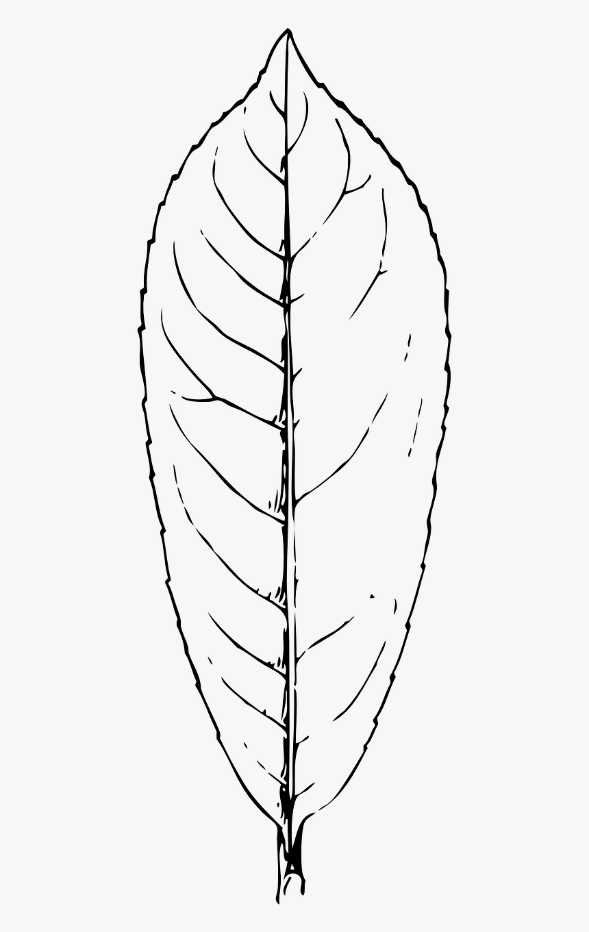 Transparent Leaf Symbol Png - Laurel Leaf Clipart Black And White, Png Download
