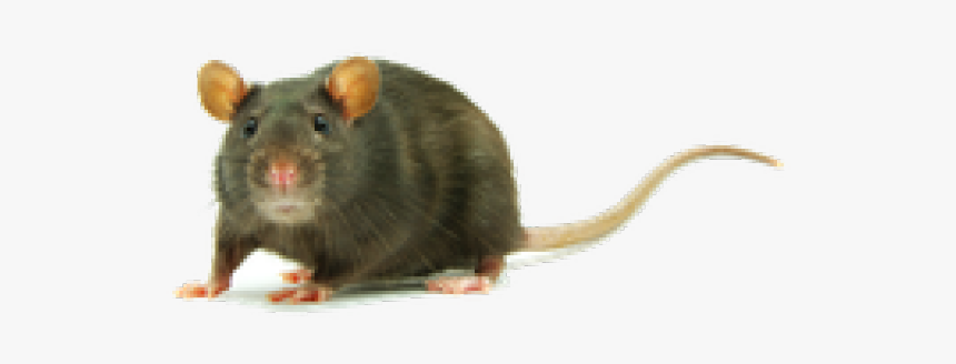 Rat Clipart Transparent Png - Clipart Rat Png, Png Download
