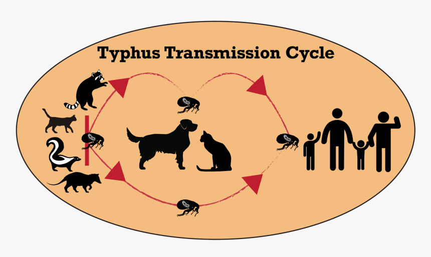 Rat Clipart Flea - Dirty Water And Clean Water, HD Png Download