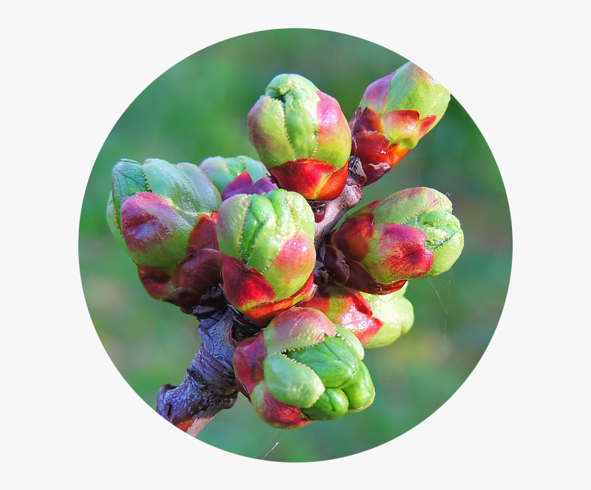 Exploring Buds In Winter - Bud, HD Png Download