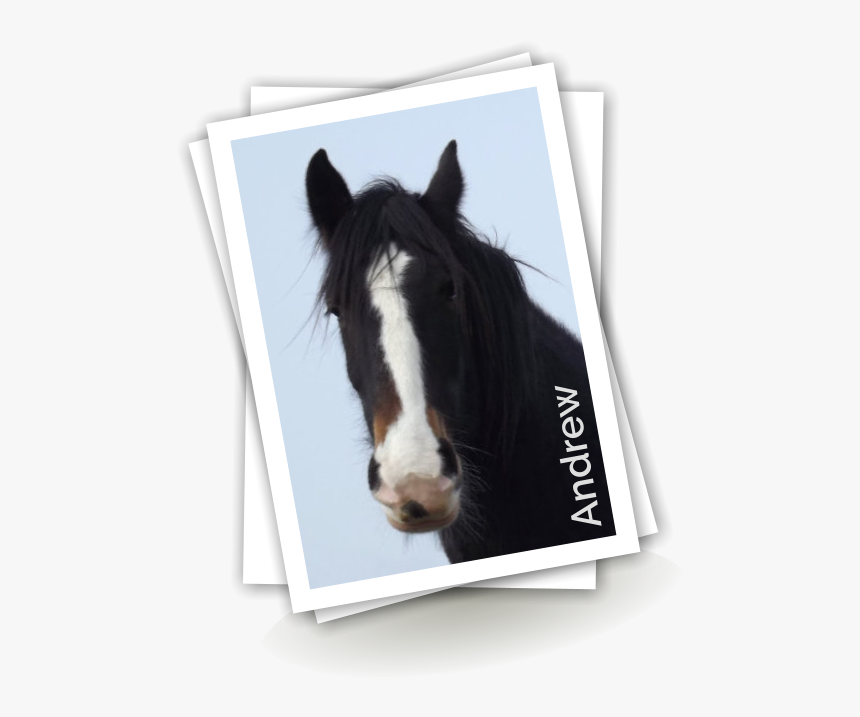 Stallion, HD Png Download