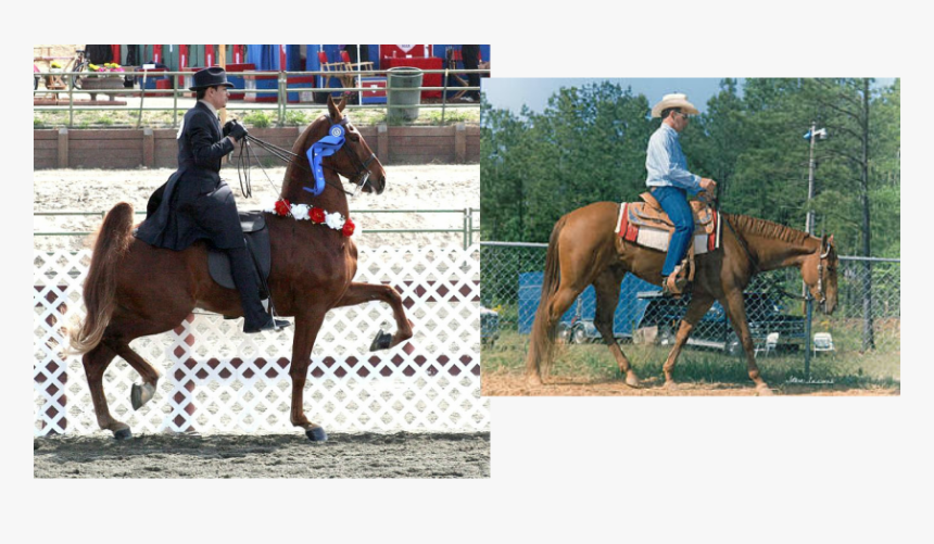 Picture - Stallion, HD Png Download