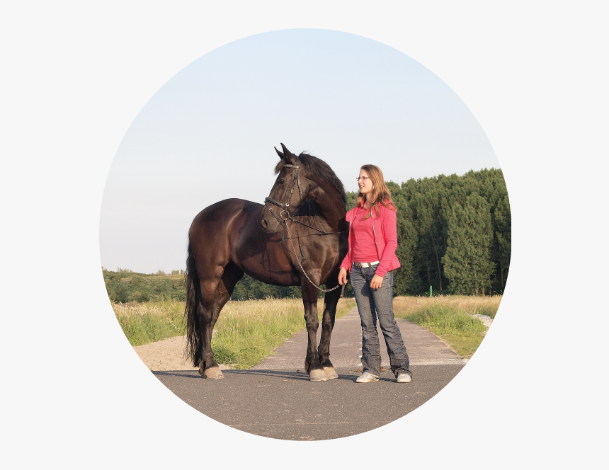 Animales Domesticos El Caballo, HD Png Download