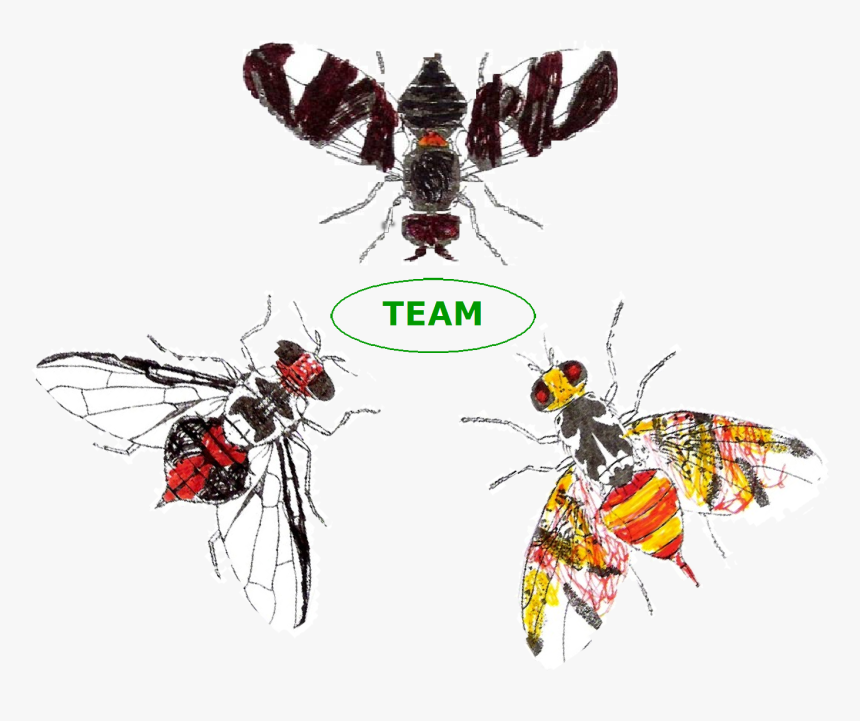 Transparent Fly - Illustration, HD Png Download