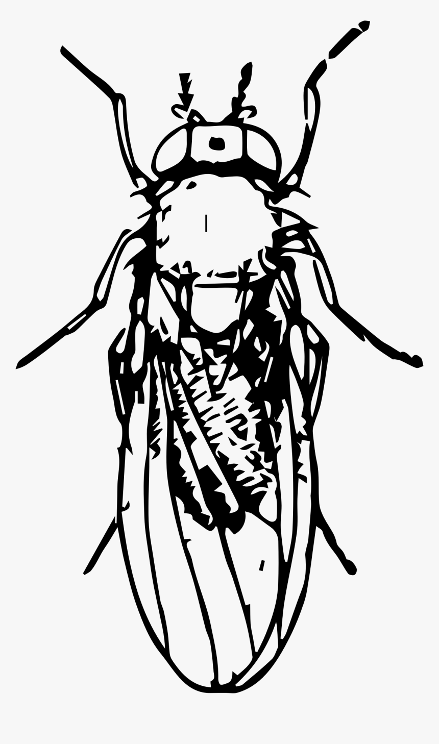 Pomace Fly Clip Arts - Clip Art, HD Png Download