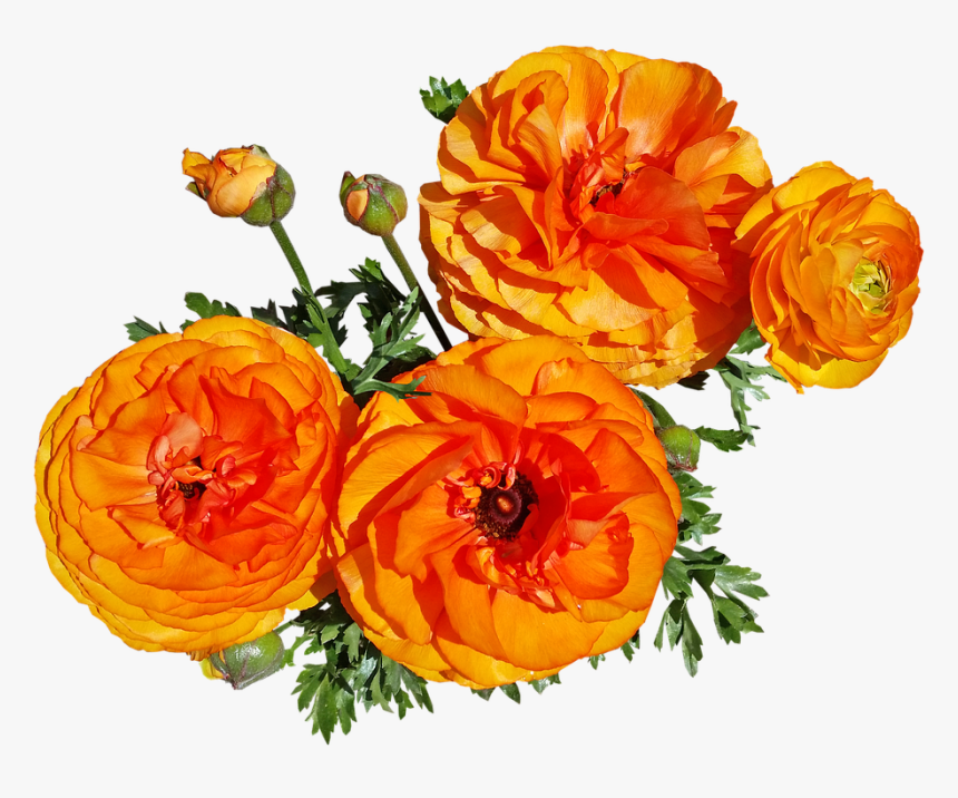 Flowers, Spring, Blooms, Garden Nature - Rose, HD Png Download