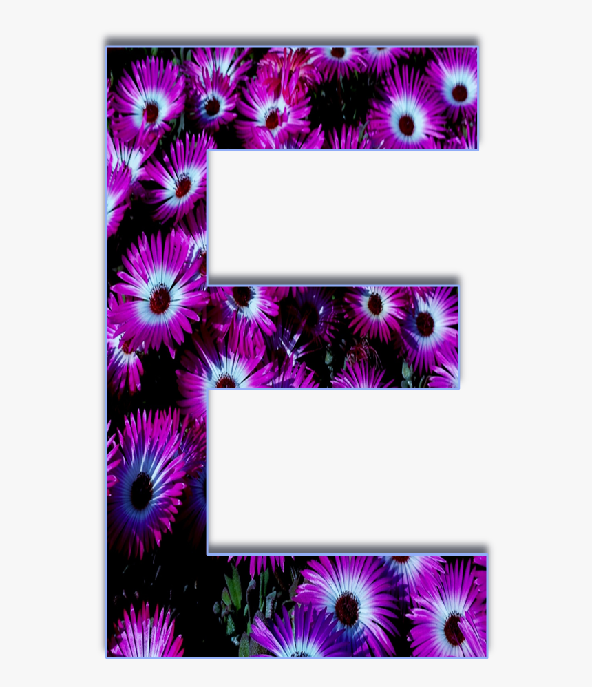 African Daisy, HD Png Download