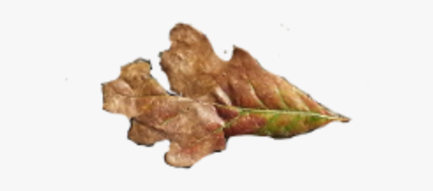Fallen Oak Leaves - Gambel Oak, HD Png Download